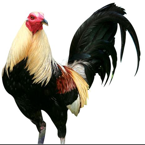 manok sabong png